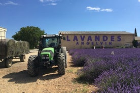 4-Hour Lavender Fields Tour in Valensole from Aix-en-Provence