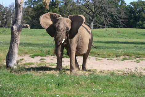 Photo of Knuthenborg Safaripark that is a safari park on the island of Lolland in the southeast of Denmark.
