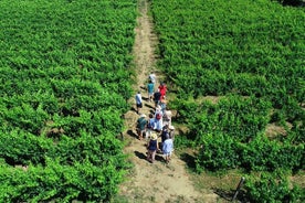 Recorrido por el valle del Duero con 3 bodegas diferentes y almuerzo incluido (grupos pequeños)