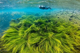 Combinazione di osservazione delle balene e snorkeling nelle sabbie gorgoglianti a Húsavík