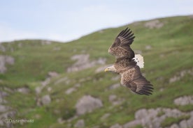 White Tailed Sea Eagle Tour in Scotland