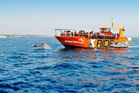 Croisière d’observation des dauphins et grottes