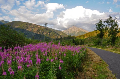 Photo of Kriváň mountain from Podbanské in the evening sun with pink flowers in the foreground.