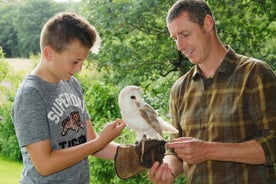 Private Family Bird of Prey Experience in Carlisle