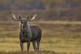 Elgsafarieventyr på elsykkel