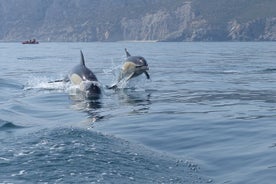 L'observation des dauphins dans le Arrabida.