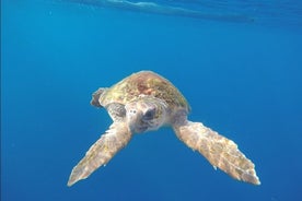 Tenerife de caiaque e aventura de mergulho com snorkel em pequenos grupos