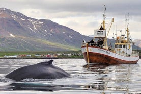 Valskådning och havsfisketur