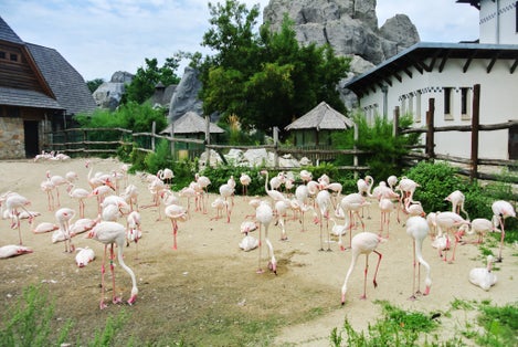 Photo of plenty of flamingos at Budapest Zoo and Botanical Garden, Hungary.