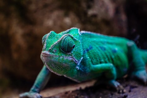Photo of chameleon in Bristol Zoo ,UK.