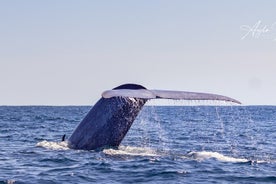 Halvdags val- och delfinsafari i Ponta Delgada