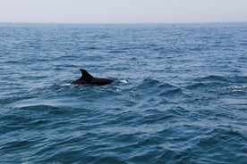 Avistamiento de delfines y ballenas en Lagos