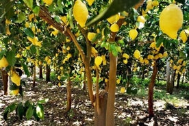 Costa de Amalfi - Maiori: Camino de los Limones, Tour con Degustación