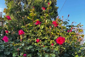 Valley of ROSE Oil-KAZANLUK ,Small group tour,from Sofia