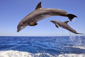 Cruzeiro na Ilha dos Golfinhos