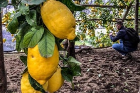 Visite privée: le chemin des citrons