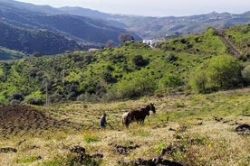 Axarquia VIP葡萄酒之旅与美食家酒庄午餐体验