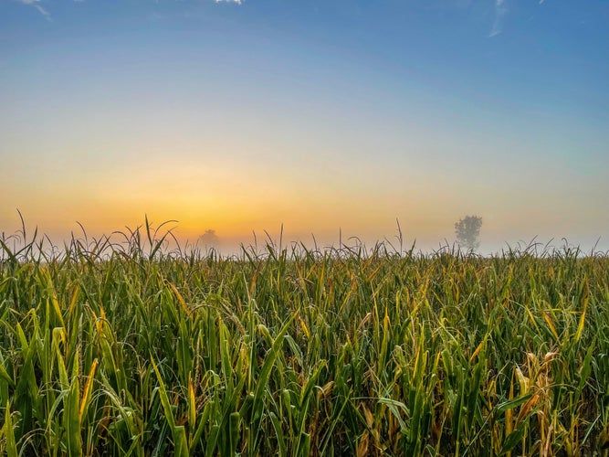 Photo of Sunset over the cornfield in Erding .