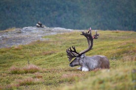 Visite de la faune arctique et des fjords