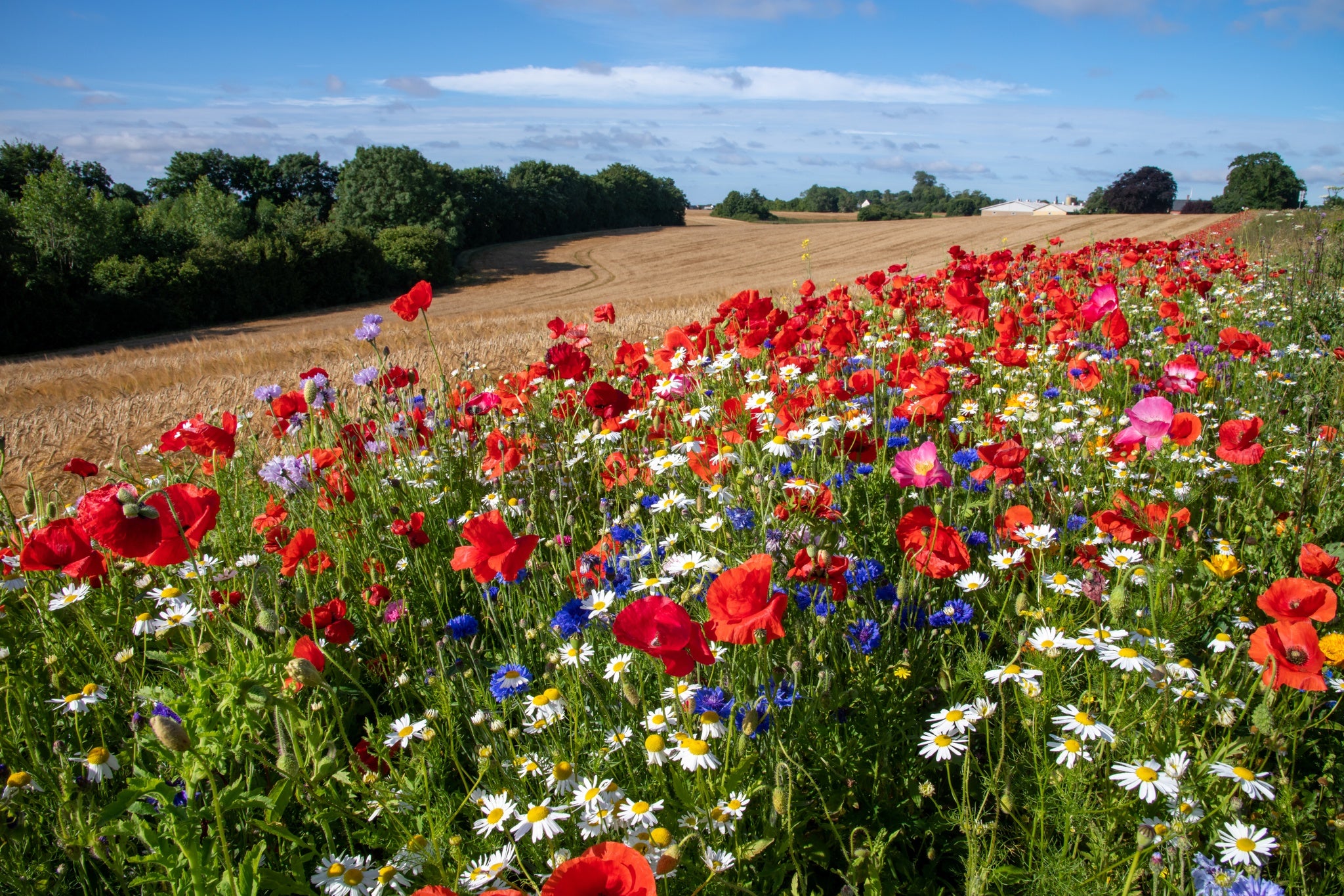 field of wildflowers in Denmark.jpg