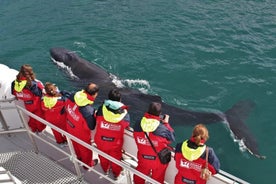 Whale Watching från Downtown Akureyri