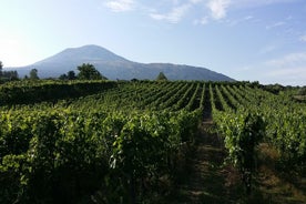 Weintour und Mittagessen mit Weinverkostung und Besuch der Weinberge