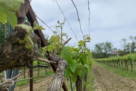 Visite des vins de Céphalonie en vélos électriques