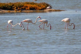 Expérience d'observation des oiseaux de Vlore dans la lagune de Narte 