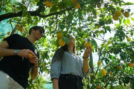 Experiência de limão em uma fazenda de Sorrento com colheita e degustação