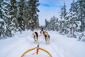 Lille gruppe Husky Mushing-oplevelse i Rovaniemi