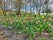 Photo of Gardening tulips at Platt Field Park, Manchester, UK.