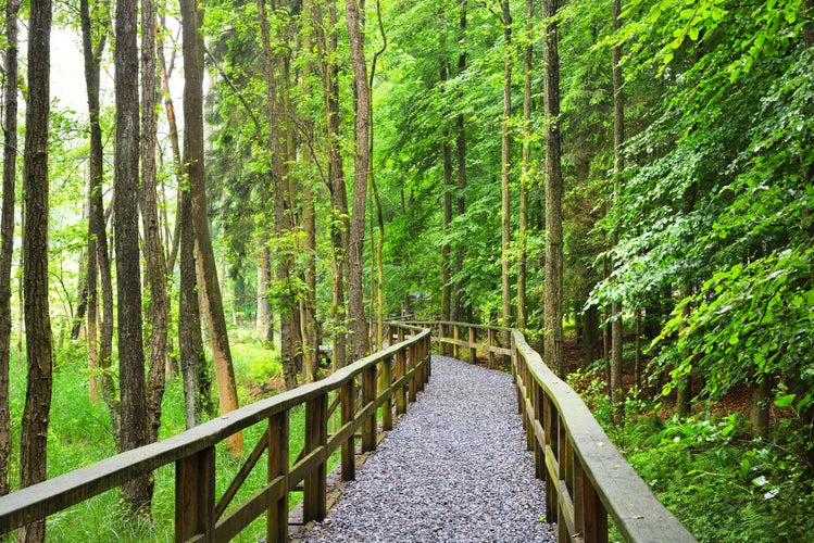 A path through green beech forest with mist, Herford, Germany