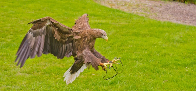 Eagle at Blair Drummond Safari Park.