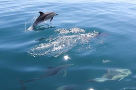 Dolphin Safari, luolat ja rannikko.