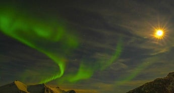 Orcas and Humpback Whales Under The Northern Lights