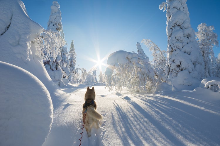 Photo of Siberian husky in beautiful winter landscape ,Kuusamo, Finland.