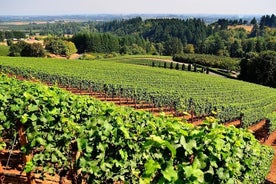 Degustação de vinhos Azuga em um dia saindo de Brasov