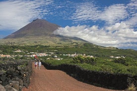 Excursão de dia inteiro à Ilha do Pico a partir da Horta