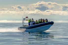 Reykjavík: RIB hraðbátaferð til lundaskoðunar