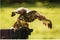 Falconry Kerry (in Killarney), Inchycullane, Kilcummin ED, Killarney Municipal District, County Kerry, Munster, Ireland