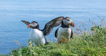 Puffin Island Hopper