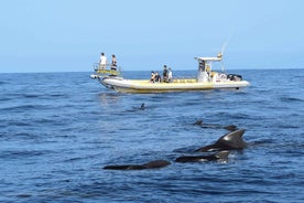 Los Gigantes: Dolphin and Whale Watching Cruise by Speedboat