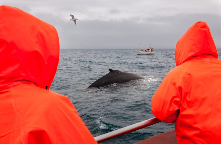 whale watching in Reykjavik.jpg