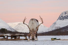 Visita guiada en trineo de renos y cúpulas de hielo de Tromsø