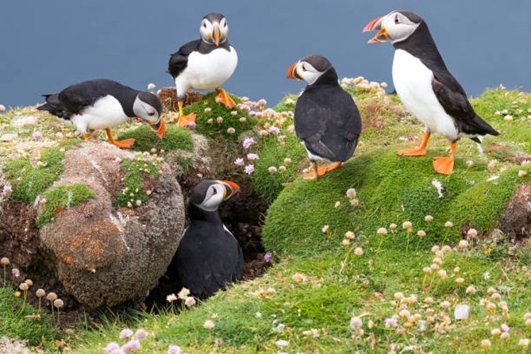 A group of puffins gathered around a burrow on the cliffs in the Shetland Islands, surrounded by vibrant sea pink flowers during the summer months.jpg