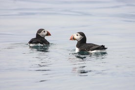 Reykjavik Premium Puffin tour | Primo piano e personale