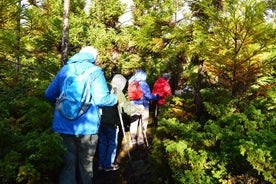 Wanderweg Mistérios Negros – Terceira Azoren