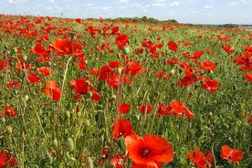 Ástralska og Nýja-Sjálands Battlefield Day Tour í Somme frá Lille eða Arras