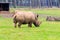 Photo of an endangered Southern White Rhino in Woburn safari park, UK.