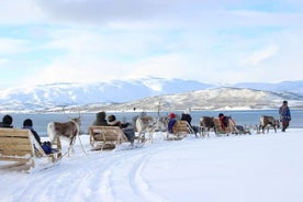 Rendieren voeren, Sami-cultuur en korte rit in een rendierenslee, vanuit Tromsø